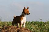 BASENJI 034